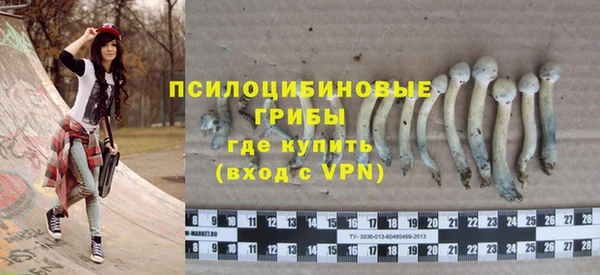 прущие грибы Абаза